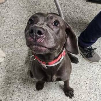 Mixed Breed Dogs Available for Adoption in Fredericksburg, Virginia - Greyblade | PetCurious