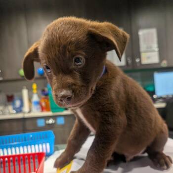Spaniel and Labrador Retriever Dogs Available for Adoption in Tampa, Florida - George Grimes | PetCurious