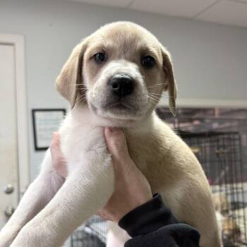 Study Hall -  Great Pyrenees Dog for Adoption in Columbia, South Carolina - Study Hall | PetCurious