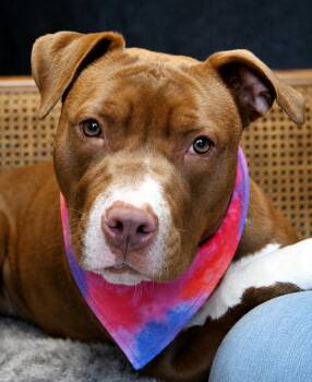 Pippa -  Mixed Breed Dog for Adoption in Cheboygan, Michigan - Pippa | PetCurious