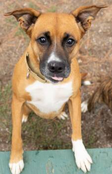 Littles -  Boxer Dog for Adoption in Libby, Montana - Littles | PetCurious