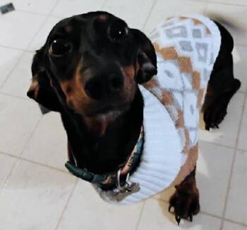 BELLA -  Miniature Dachshund Dog for Adoption in Georgetown, Kentucky - BELLA | PetCurious