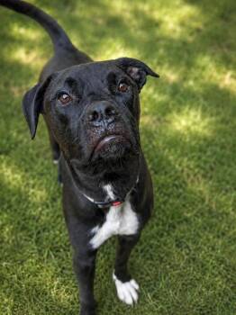 Comet -  Mixed Breed Dog for Adoption in Lindenhurst, New York - Comet | PetCurious