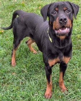KIMA -  Rottweiler Dog for Adoption in Akron, Ohio - KIMA | PetCurious