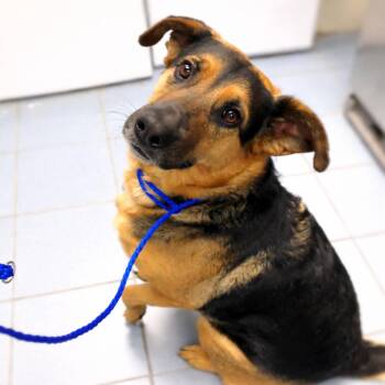 German Shepherd Dog Dogs Available for Adoption in Springfield, Missouri - Miss | PetCurious