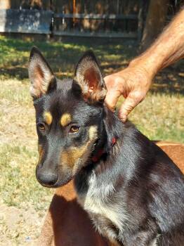 Perky -  Siberian Husky and Shepherd Dog for Adoption in Visalia, California - Perky | PetCurious