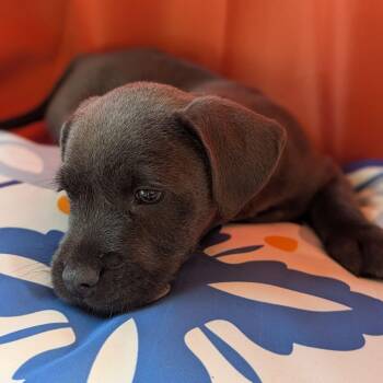 Pipit -  Schnoodle and Pit Bull Terrier Dog for Adoption in Grand Rapids, Michigan - Pipit | PetCurious