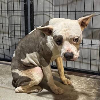 Boxer Dogs Available for Adoption - Kera | PetCurious