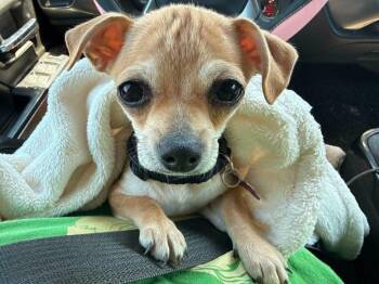 Tank -  Chihuahua Dog for Adoption in Mesa, Arizona - Tank | PetCurious