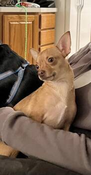Cinnamon-lap dog -  Chihuahua Dog for Adoption in Rootstown, Ohio - Cinnamon-lap Dog | PetCurious