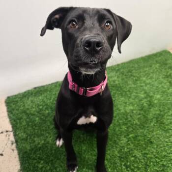 Conga -  Mixed Breed Dog for Adoption in Columbia, Missouri - Conga | PetCurious