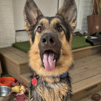 Larry -  German Shepherd Dog Dog for Adoption in Denver, Colorado - Larry | PetCurious