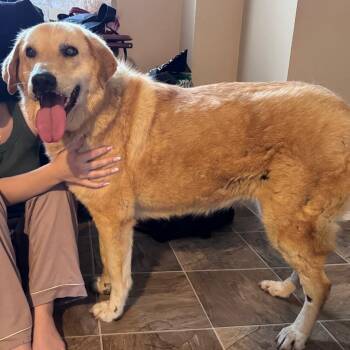 GOLDIE -  Canaan Dog Dog for Adoption in New York, New York - GOLDIE | PetCurious
