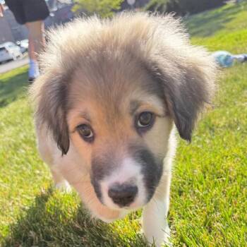 Mixed Breed Dogs Available for Adoption in Flagstaff, Arizona - Mole | PetCurious