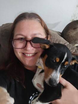 Sox -  Corgi and Chihuahua Dog for Adoption in Millcreek, Utah - Sox | PetCurious