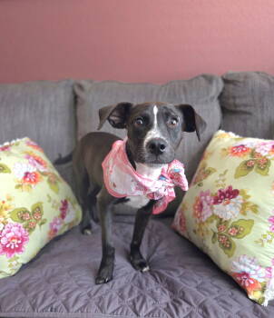 Rescue Labrador Retriever Dogs for Adoption in San Diego, California - Honey Bee | PetCurious