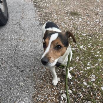 Jack Russell Terrier Dogs Available for Adoption - Mr. Waters | PetCurious