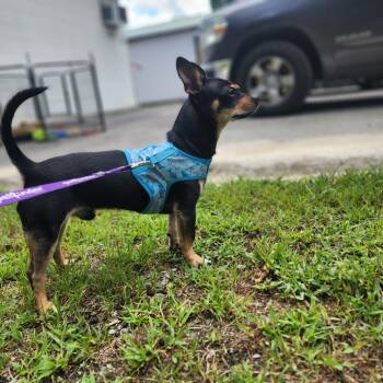 Taco -  Chihuahua and Dachshund Dog for Adoption in Evensville, Tennessee - Taco | PetCurious