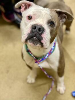 Lucy -  Mixed Breed Dog for Adoption in Munster, Indiana - Lucy | PetCurious