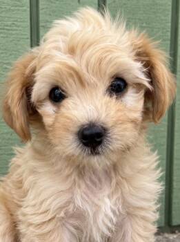 Clementine -  Goldendoodle and Poodle Dog for Adoption in Cerritos, California - Clementine | PetCurious
