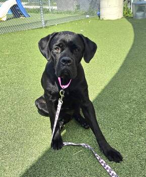 Abbey -  Cane Corso Dog for Adoption in Cleveland, Ohio - Abbey | PetCurious