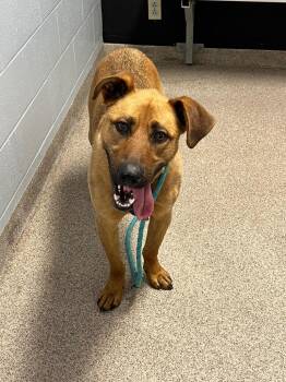 Labrador Retriever and Pit Bull Terrier Dogs Available for Adoption in Troy, Ohio - Reece | PetCurious