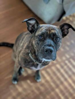 Rescue American Staffordshire Terrier Dogs for Adoption in Salem, New Hampshire - Koko | PetCurious