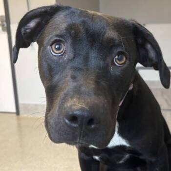 Mixed Breed Dogs Available for Adoption in Lansing, Michigan - Little Lady | PetCurious