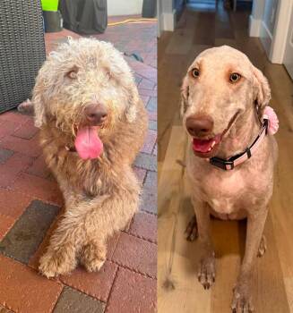 Kylie -  Labradoodle Dog for Adoption in Clearwater, Florida - Kylie | PetCurious