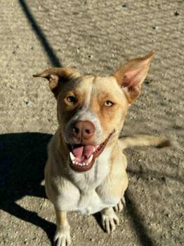 Rescue Yellow Labrador Retriever and Retriever Dogs for Adoption in Mountain Center, California - Galahad | PetCurious