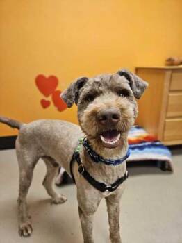 Mozzarella -  Poodle and Husky Dog for Adoption in Bellingham, Washington - Mozzarella | PetCurious
