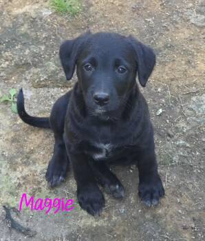 Maggie -  German Shepherd Dog and Rat Terrier Dog for Adoption in Warren, Michigan - Maggie | PetCurious
