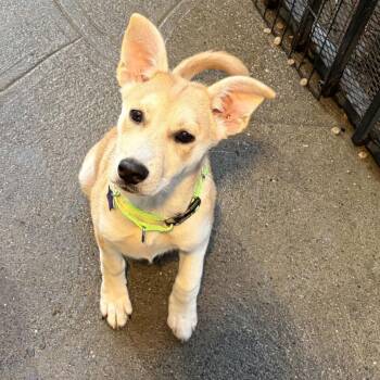 Felicity -  Shepherd and Mixed Breed Dog for Adoption in San Francisco, California - Felicity | PetCurious