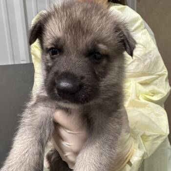 Eraser -  Husky Dog for Adoption in Pekin, Illinois - Eraser | PetCurious