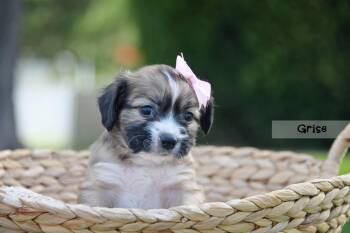 Grise -  Terrier Dog for Adoption in Salt Lake City, Utah - Grise | PetCurious