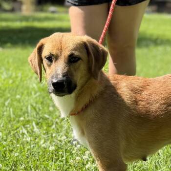ZEVA -  Finnish Spitz and Labrador Retriever Dog for Adoption in Locust Fork, Alabama - ZEVA | PetCurious