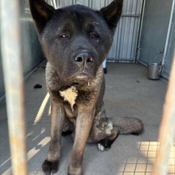 Akita Dogs Available for Adoption in St. Louis, Missouri - Skylan | PetCurious