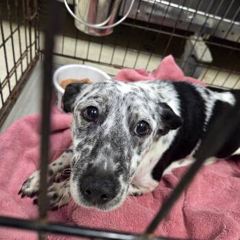 Eiffel -  Mixed Breed Dog for Adoption in Charleston, West Virginia - Eiffel | PetCurious