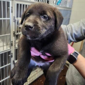 Labrador Retriever Dogs Available for Adoption - Coal | PetCurious