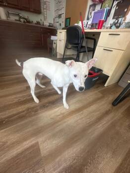 Jack Russell Terrier and Pit Bull Terrier Dogs Available for Adoption in Pine Grove, Pennsylvania - Colby | PetCurious