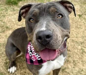 MELEYS -  American Staffordshire Terrier Dog for Adoption in Aurora, Colorado - MELEYS | PetCurious