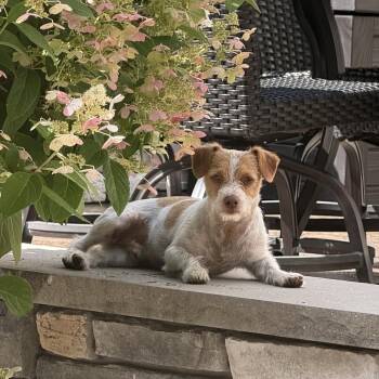 Kip -  Wirehaired Terrier and Jack Russell Terrier Dog for Adoption in Saratoga Springs, New York - Kip | PetCurious