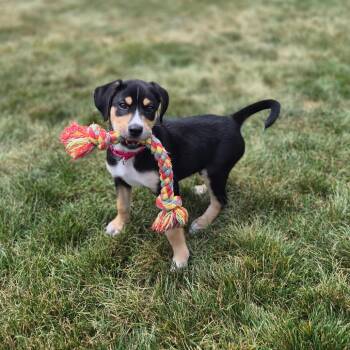 Gabe -  Mixed Breed Dog for Adoption in Woodstock, Illinois - Gabe | PetCurious