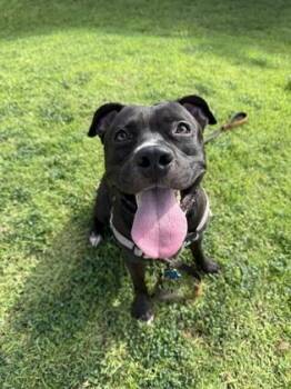 Brother Bear -  Pit Bull Terrier and Mixed Breed Dog for Adoption in Honolulu, Hawaii - Brother Bear | PetCurious