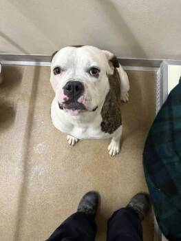 Rescue American Bulldog and Boxer Dogs for Adoption in Rawlins, Wyoming - Huckleberry | PetCurious