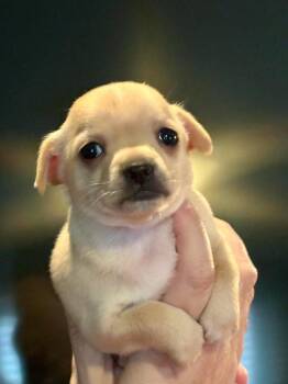 Chihuahua Dogs Available for Adoption - Blondie NKA Poppy | PetCurious