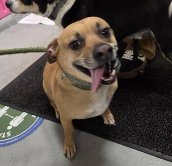 Chihuahua Dogs Available for Adoption in Troutdale, Oregon - Bullwinkle | PetCurious