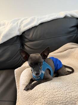 Chris #1 -  Chihuahua and Shih Tzu Dog for Adoption in Denver, Colorado - Chris #1 | PetCurious
