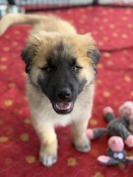 Great Pyrenees and German Shepherd Dog Dogs Available for Adoption - Nala Pacifica | PetCurious