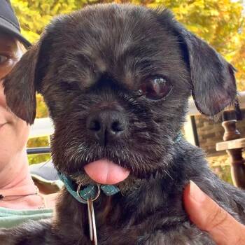 Shih Tzu and Terrier Dogs Available for Adoption in Potomac, Maryland - Willie | PetCurious